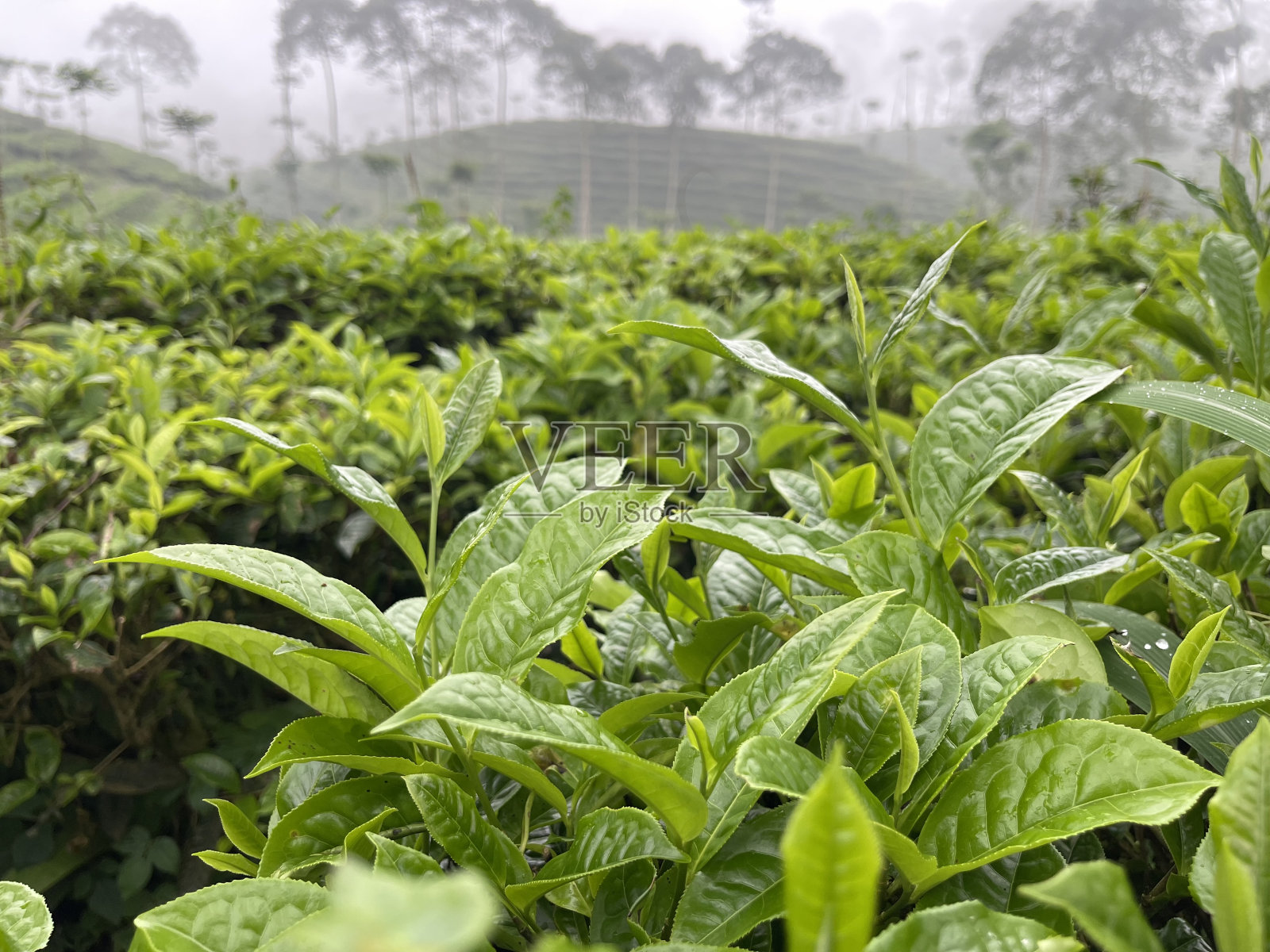 茶园照片摄影图片