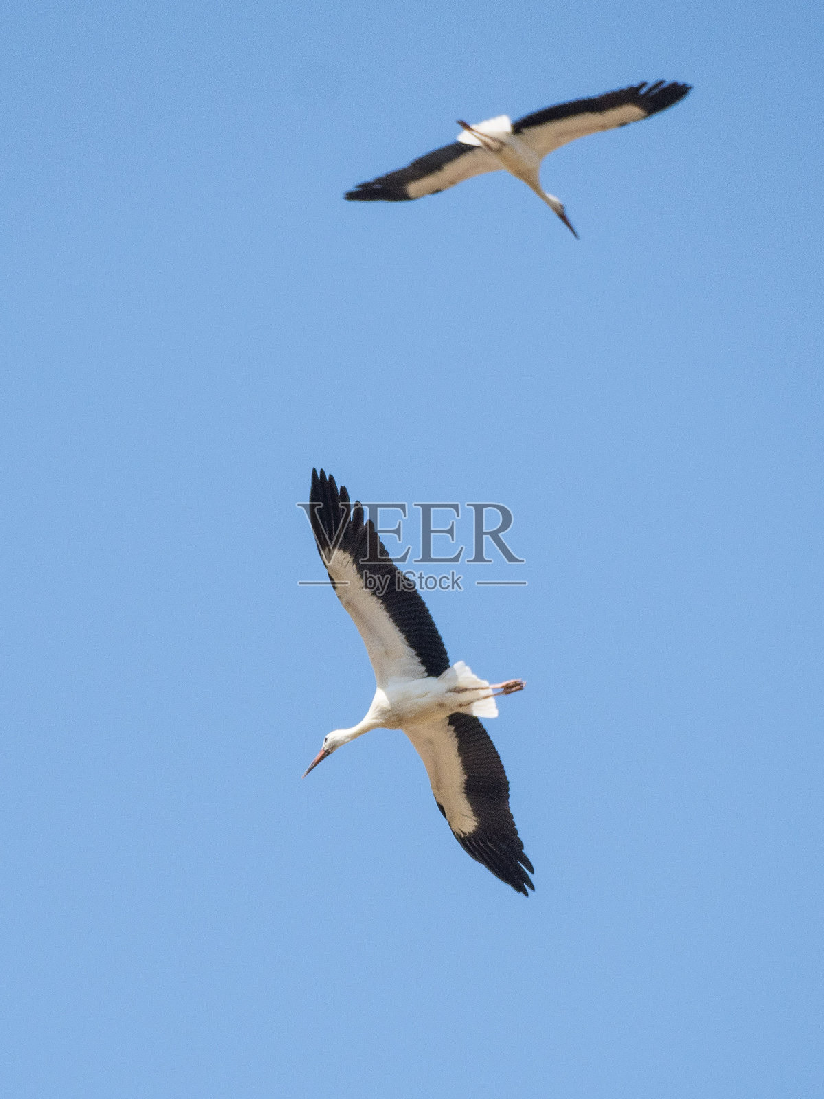 鹳cuple照片摄影图片