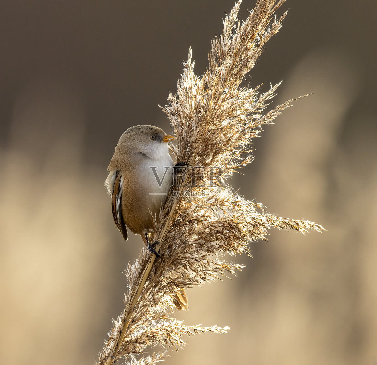 有胡子的山雀照片摄影图片