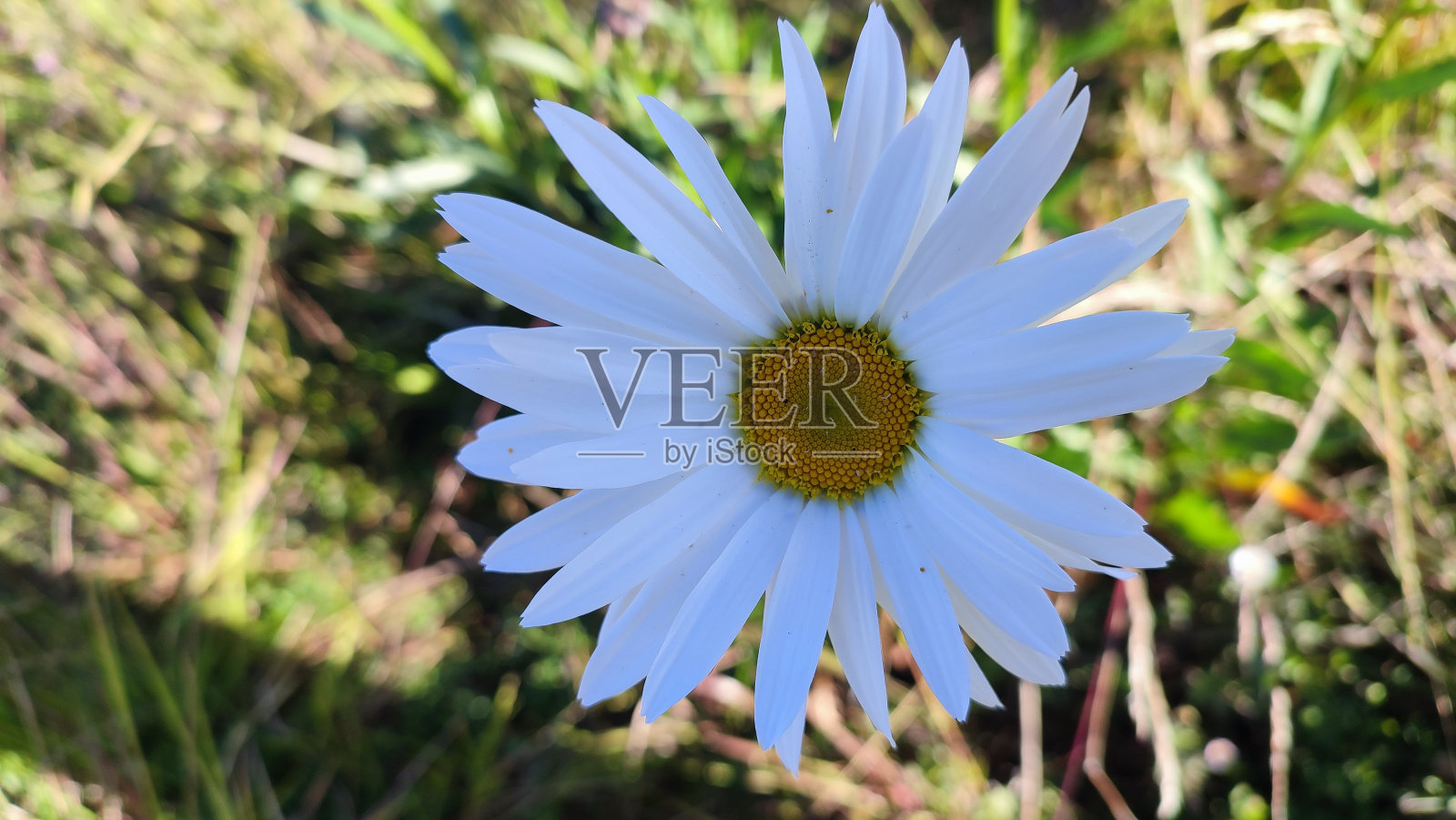 黛西英语照片摄影图片