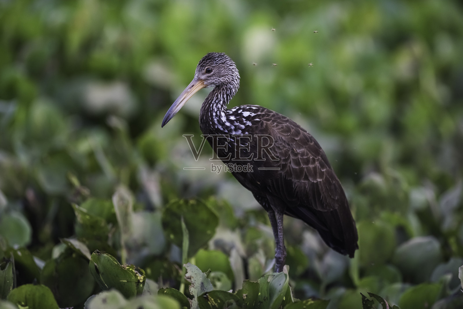 Caraú巴西马托格罗索州潘塔纳尔阿拉姆斯瓜劳纳湿地环境照片摄影图片