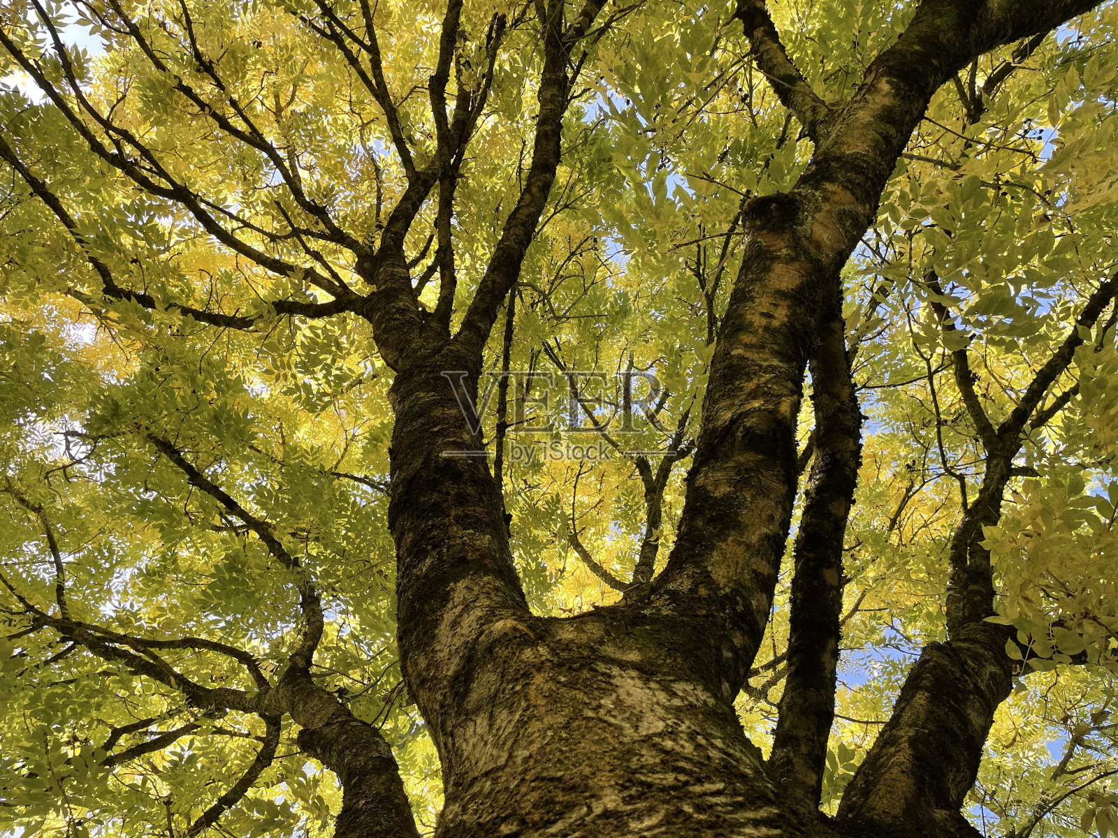 普通灰冠照片摄影图片