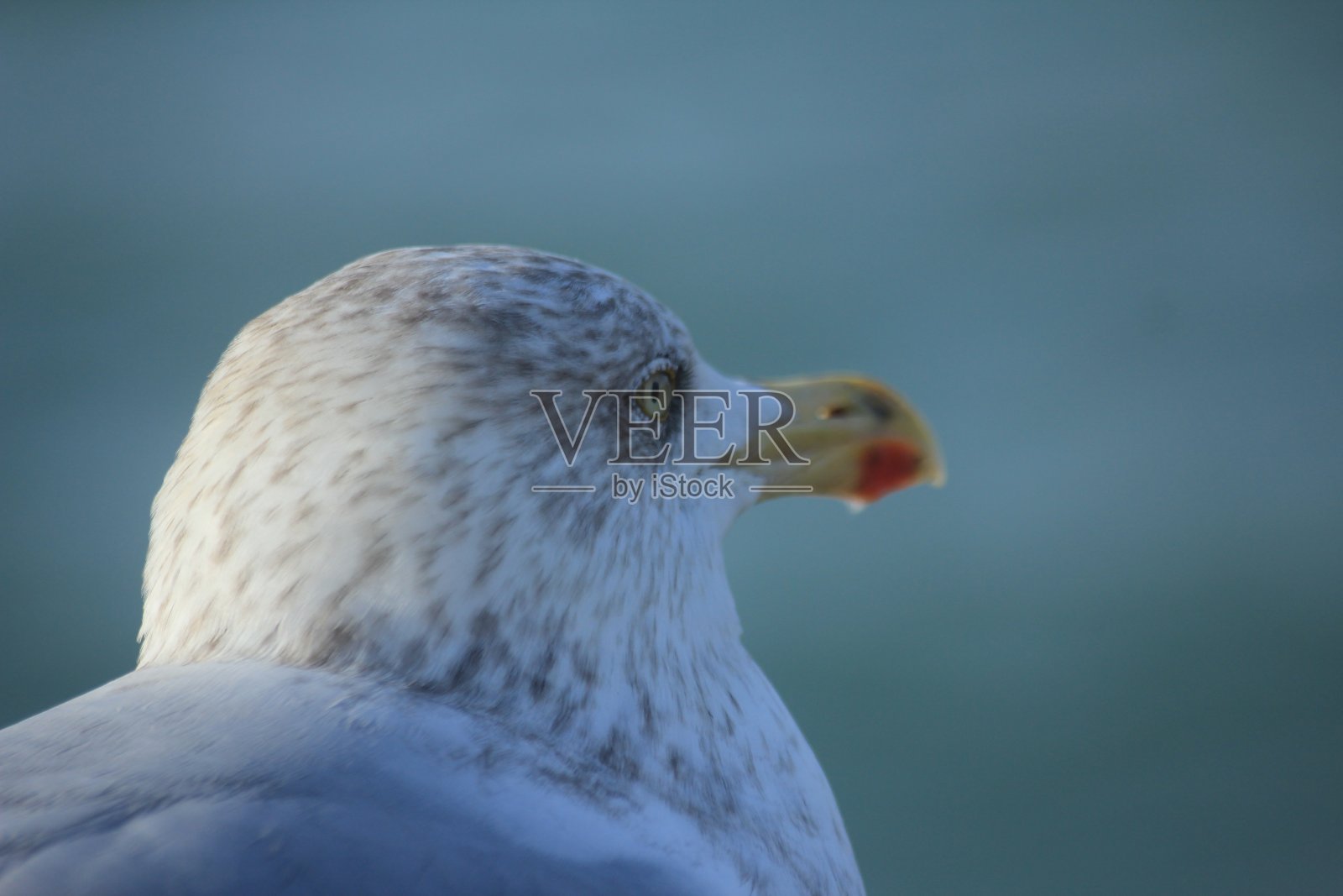 海鸥照片摄影图片