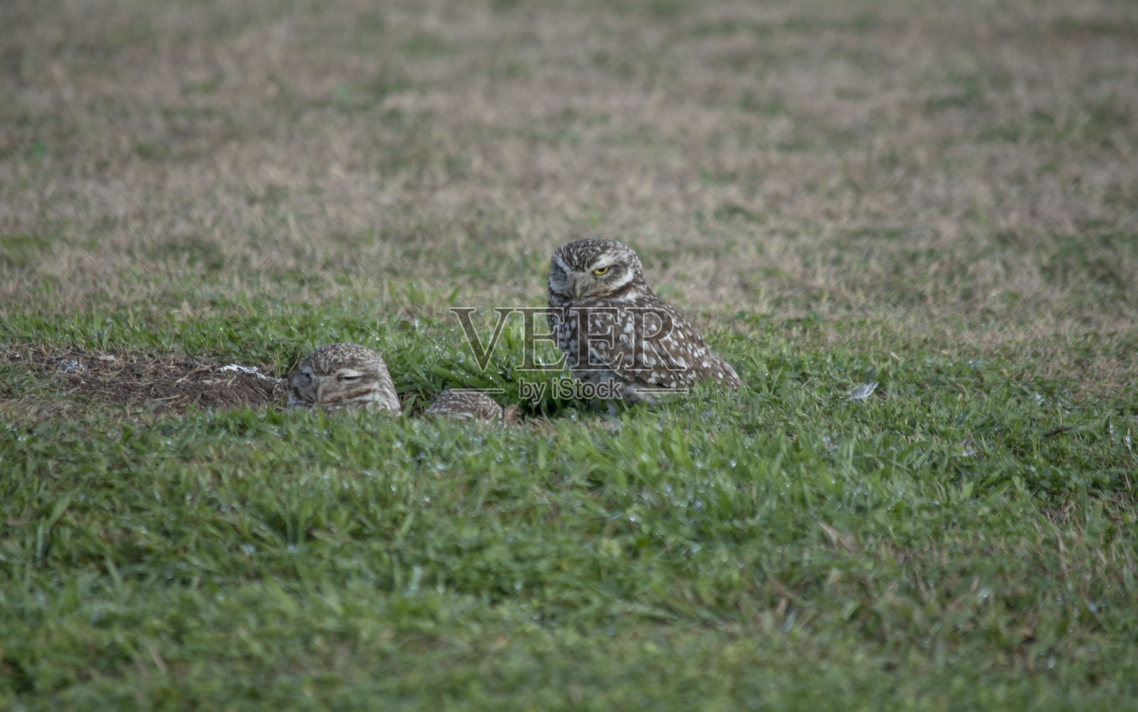 野外猫头鹰的特写。雅典娜cunicularia照片摄影图片