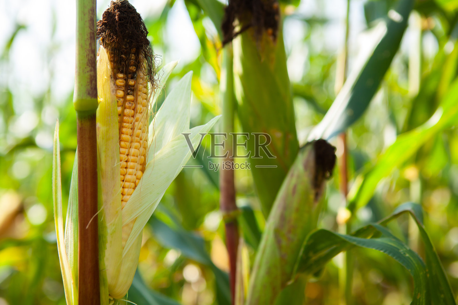 玉米秸秆上成熟的玉米棒照片摄影图片