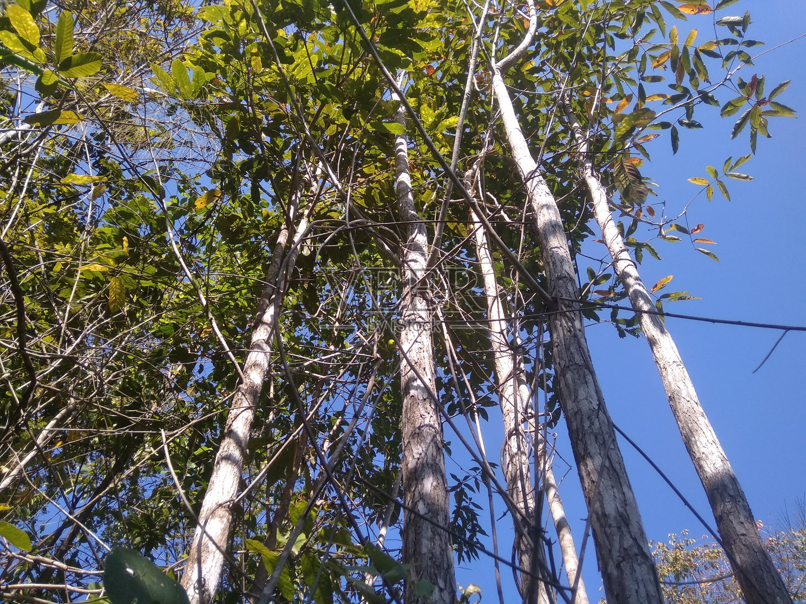 泰国清道路南当国家公园树木、植物和花卉照片摄影图片