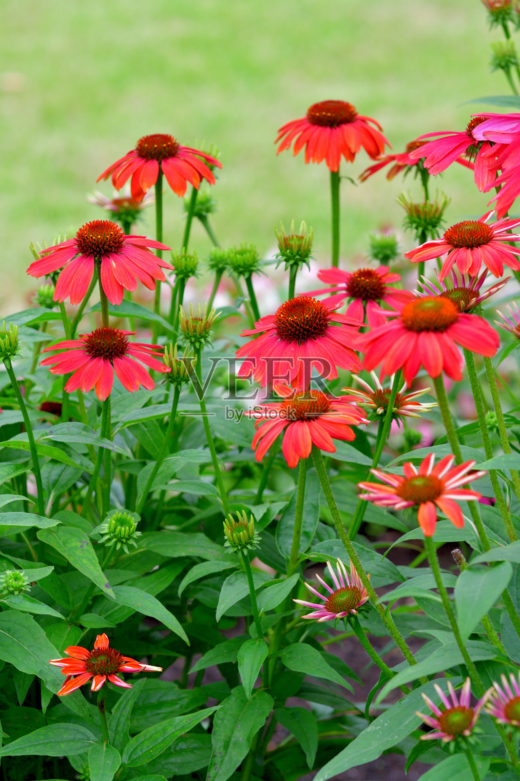 紫锥菊/圆锥花:大的,像雏菊一样的花,有独特的尖刺,圆锥形的中心照片摄影图片