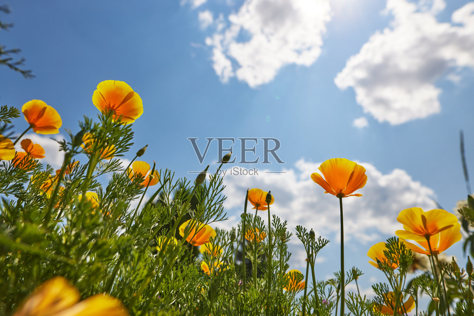 美丽娇嫩的白色雏菊在晴朗的日子里衬着蓝天,从下面看。好心情,幸福照片摄影图片