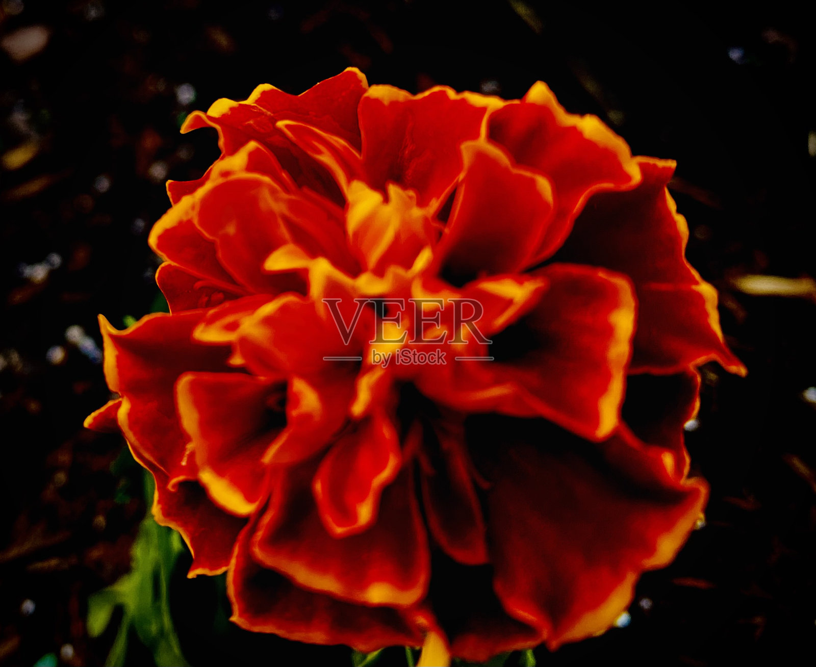 金盏花照片摄影图片