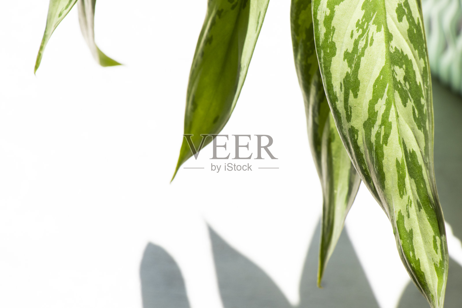 阿格劳内玛,玛丽亚·克里斯蒂娜照片摄影图片