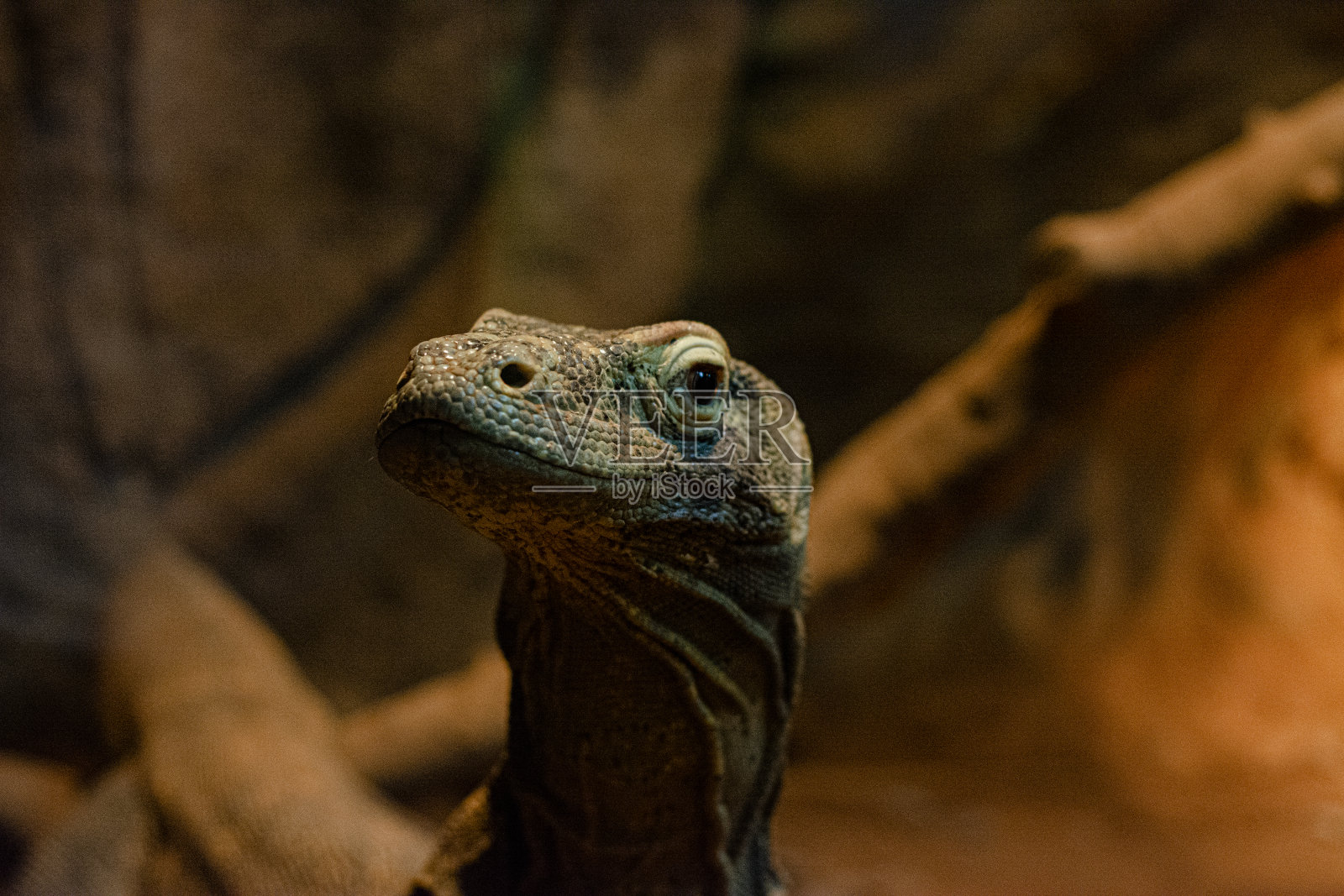 科摩多龙照片摄影图片
