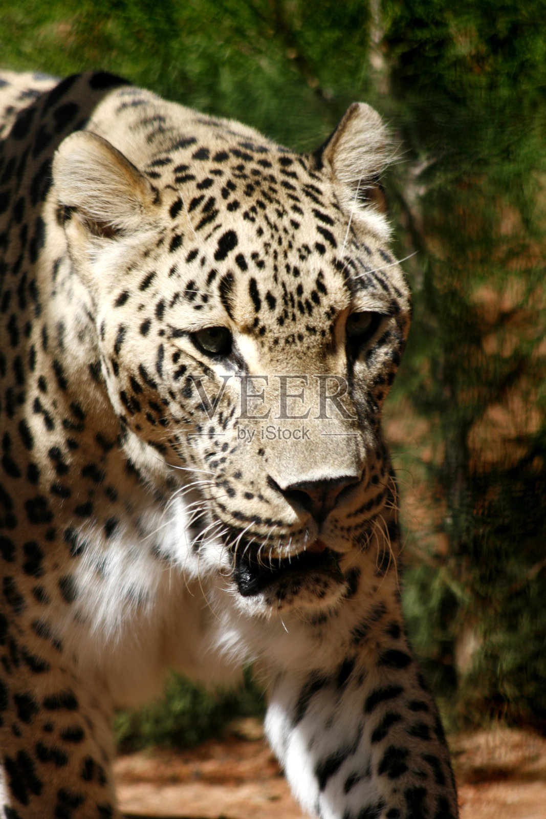 波斯豹照片摄影图片