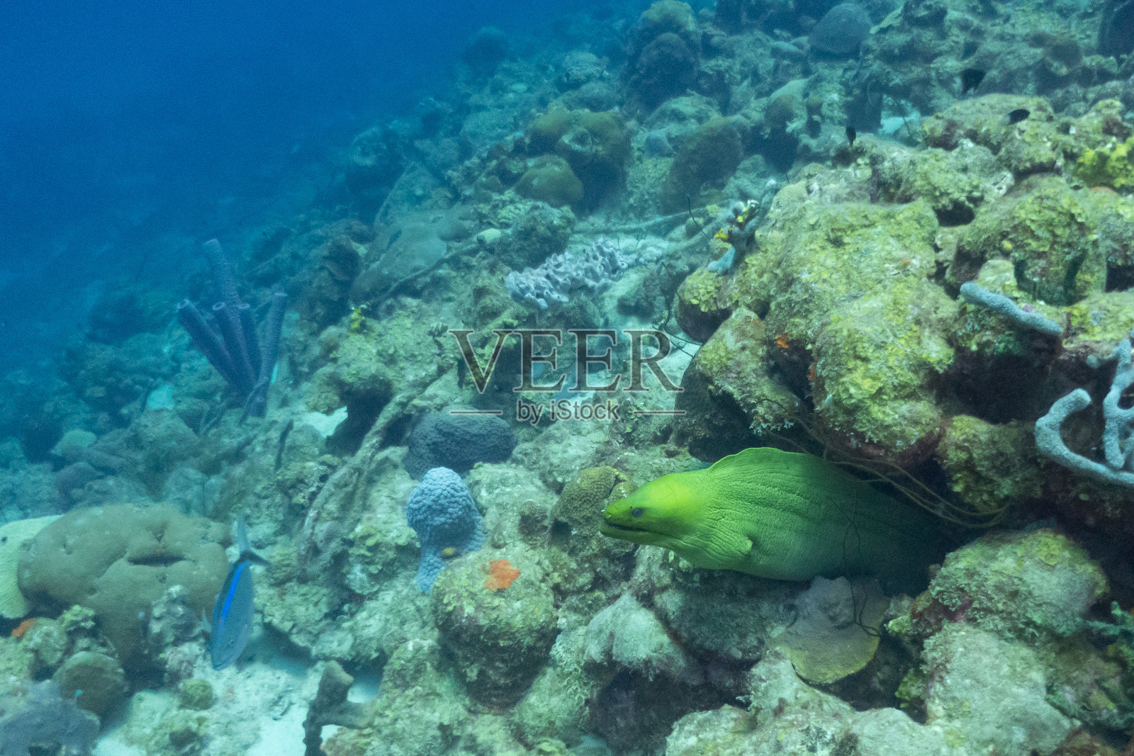 一条巨大的绿色海鳗从博内尔岛海岸外的加勒比海珊瑚礁下游出来照片摄影图片