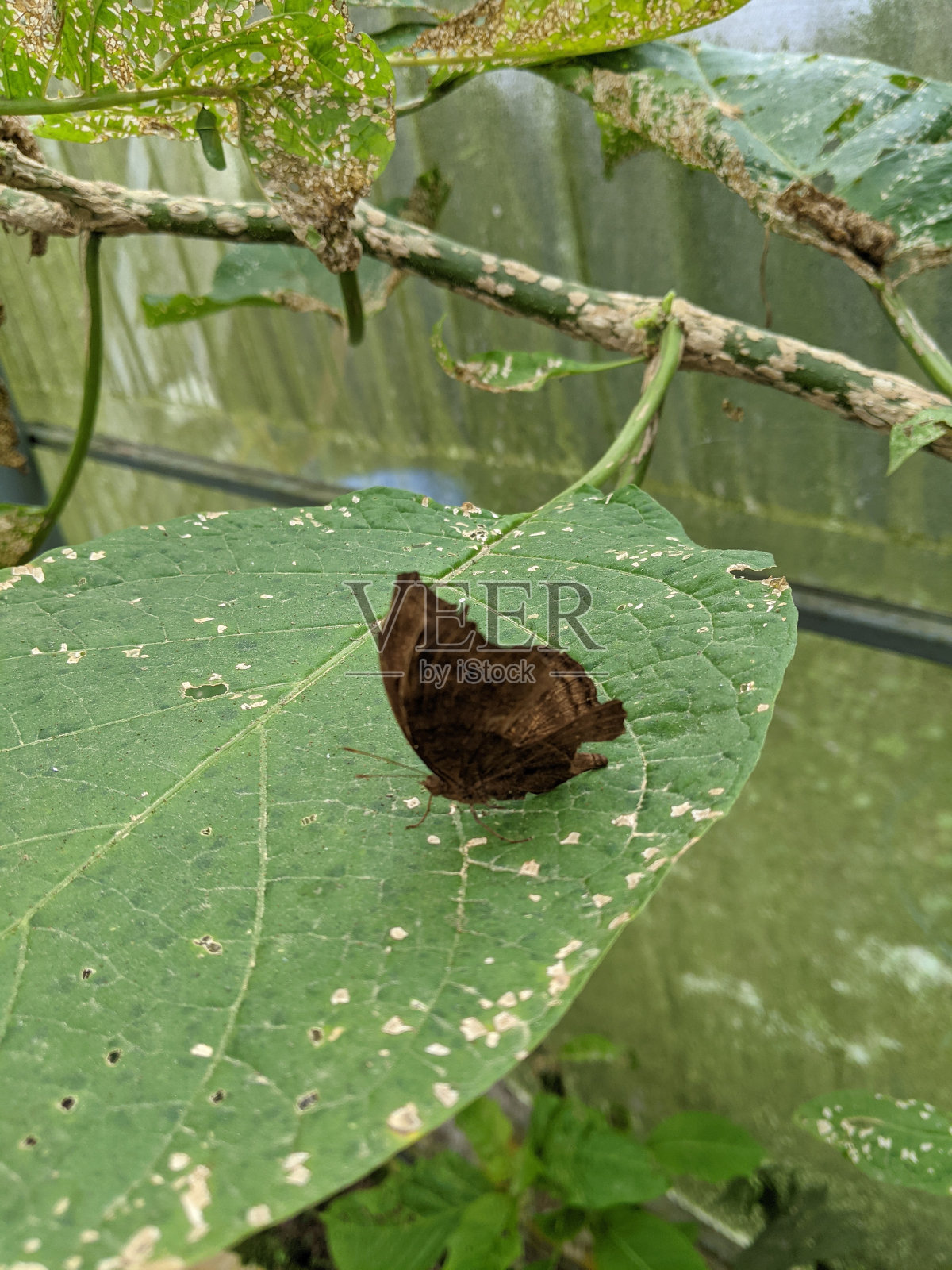 花园中仙人掌植物和花朵的特写照片摄影图片