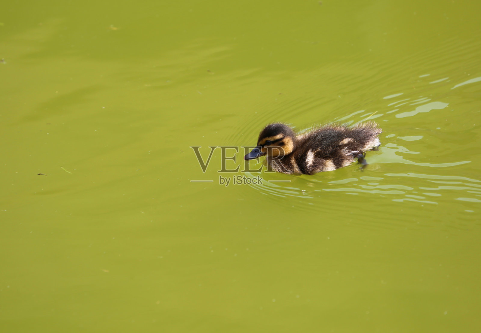 德国汉诺威,一只孤独可爱的小鸭子在水里游泳照片摄影图片