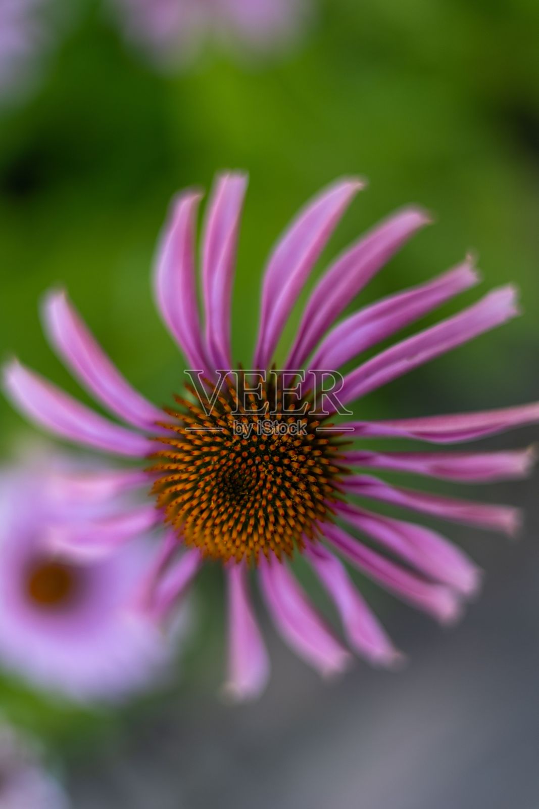 紫色宇宙花的垂直特写照片摄影图片