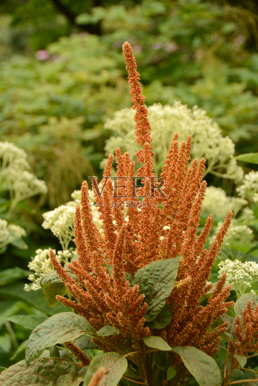 astilbe对照片摄影图片