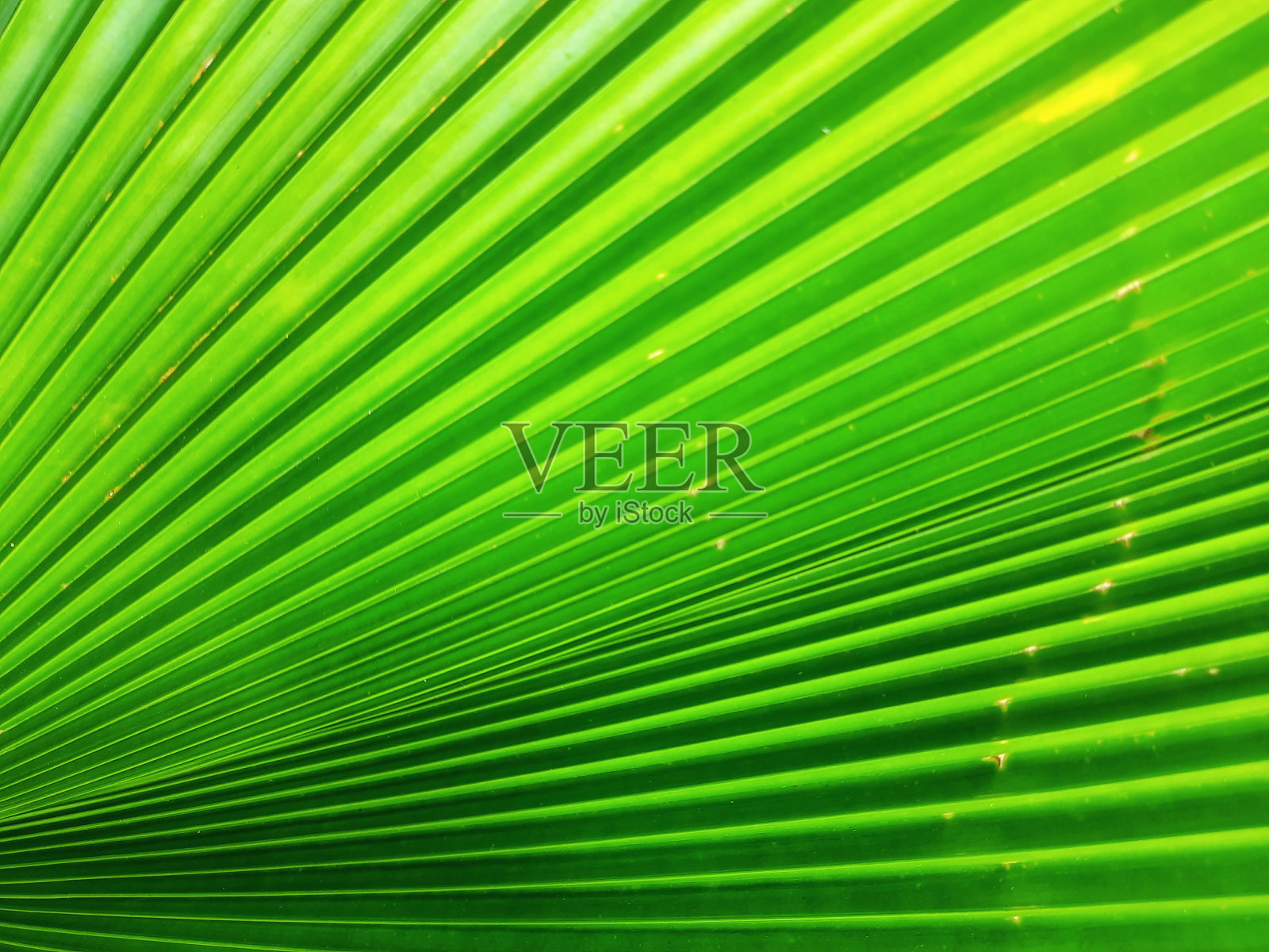 棕榈叶背景照片摄影图片