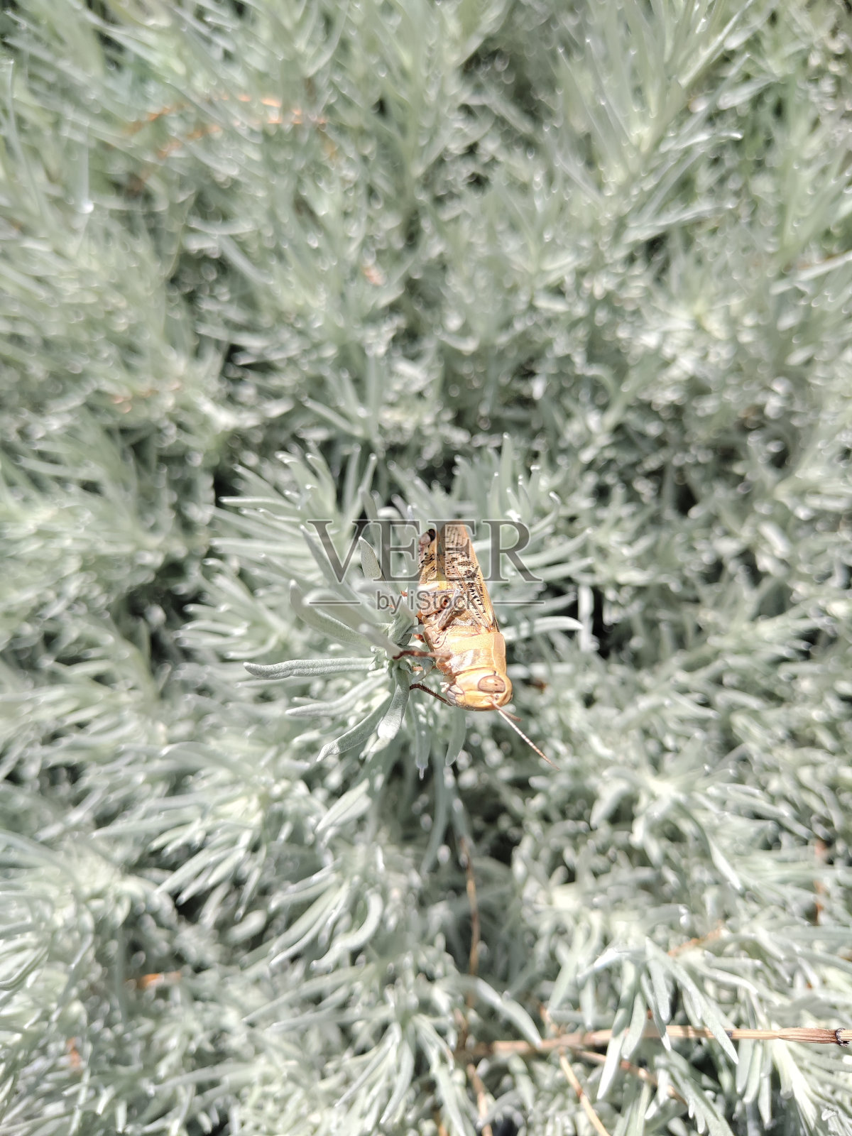 蚱蜢照片摄影图片