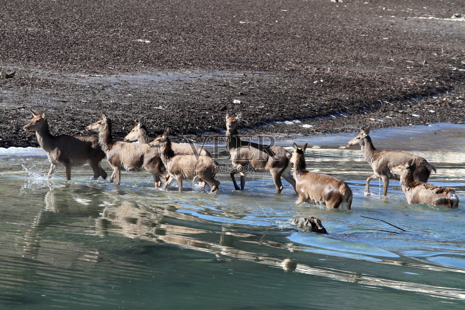 鹿照片摄影图片