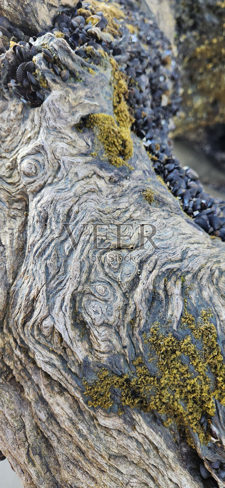 杰基尔岛上的一棵树照片摄影图片