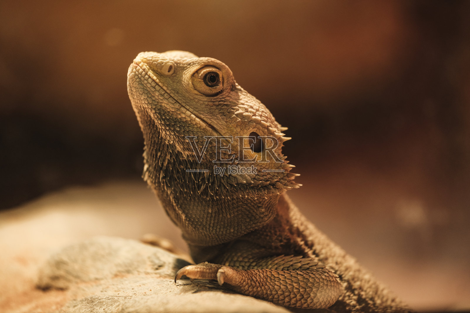 玻璃钢躺在石头上照片摄影图片