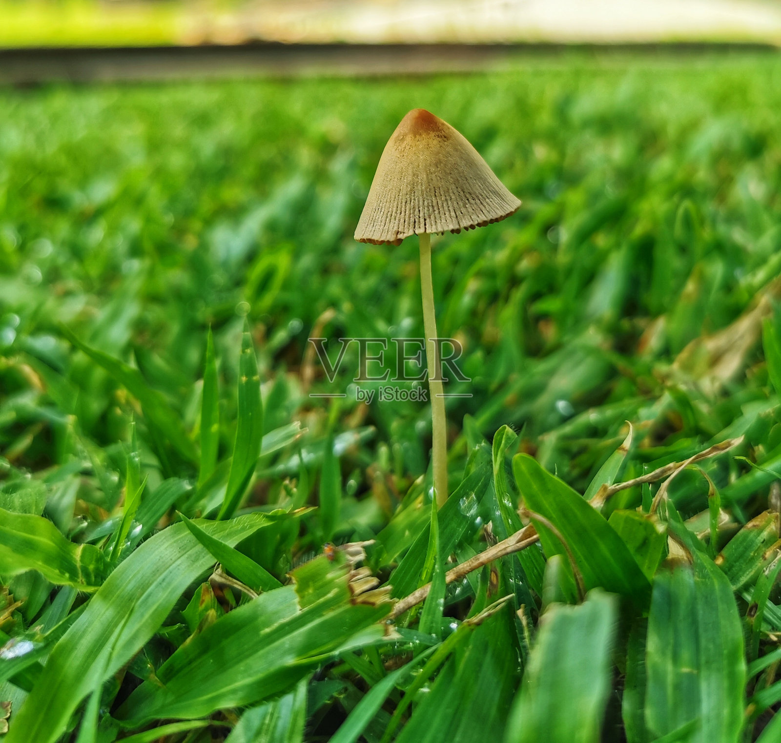 蘑菇或真菌照片摄影图片