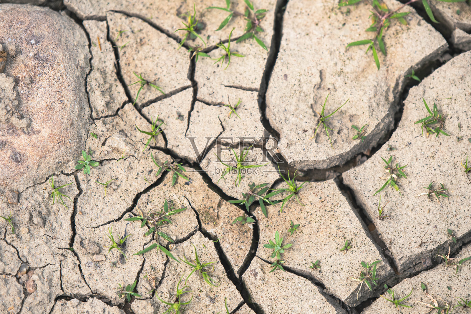 林地裂土图形资源背景为干旱环境照片摄影图片