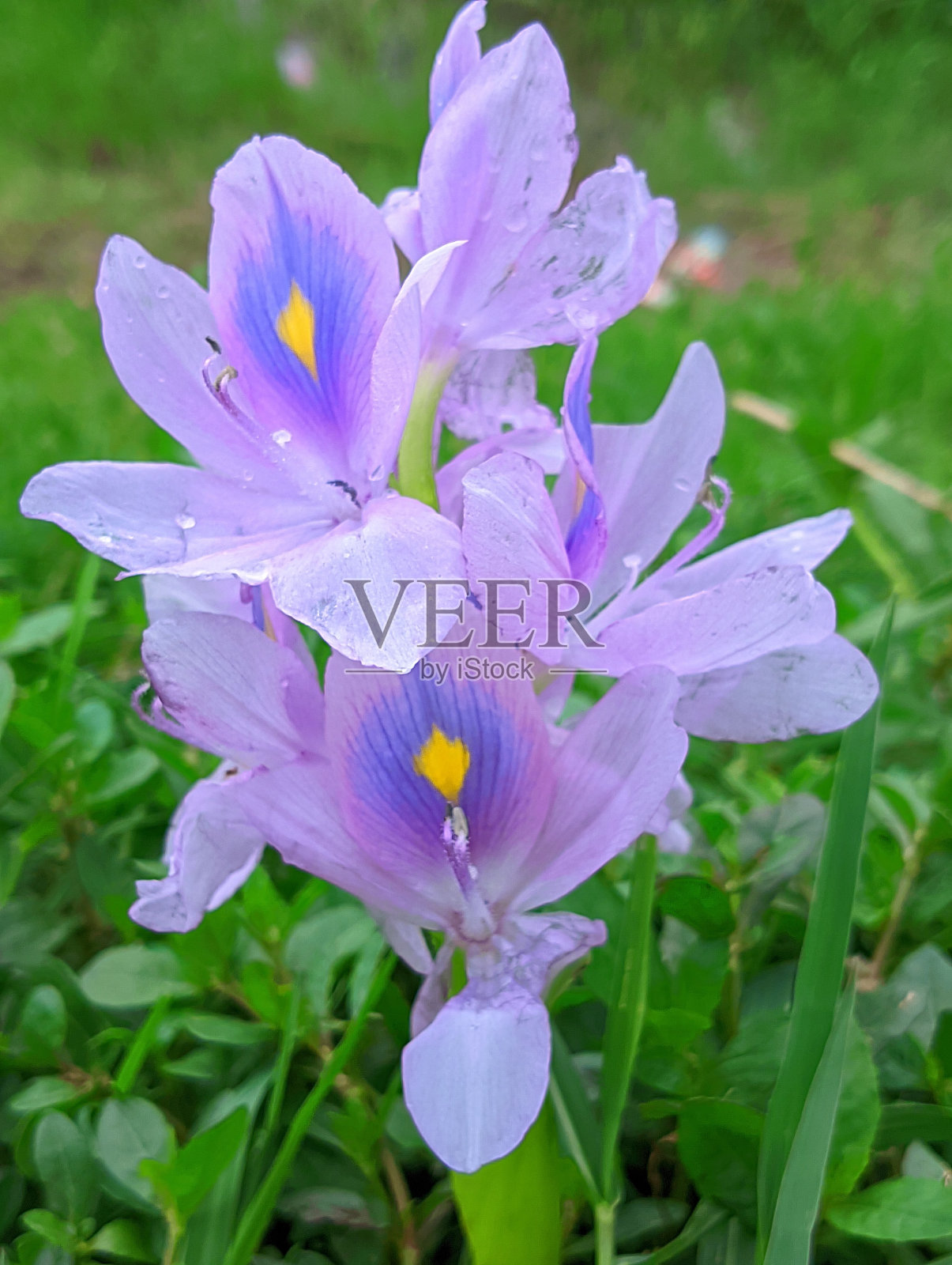 水葫芦开花照片摄影图片