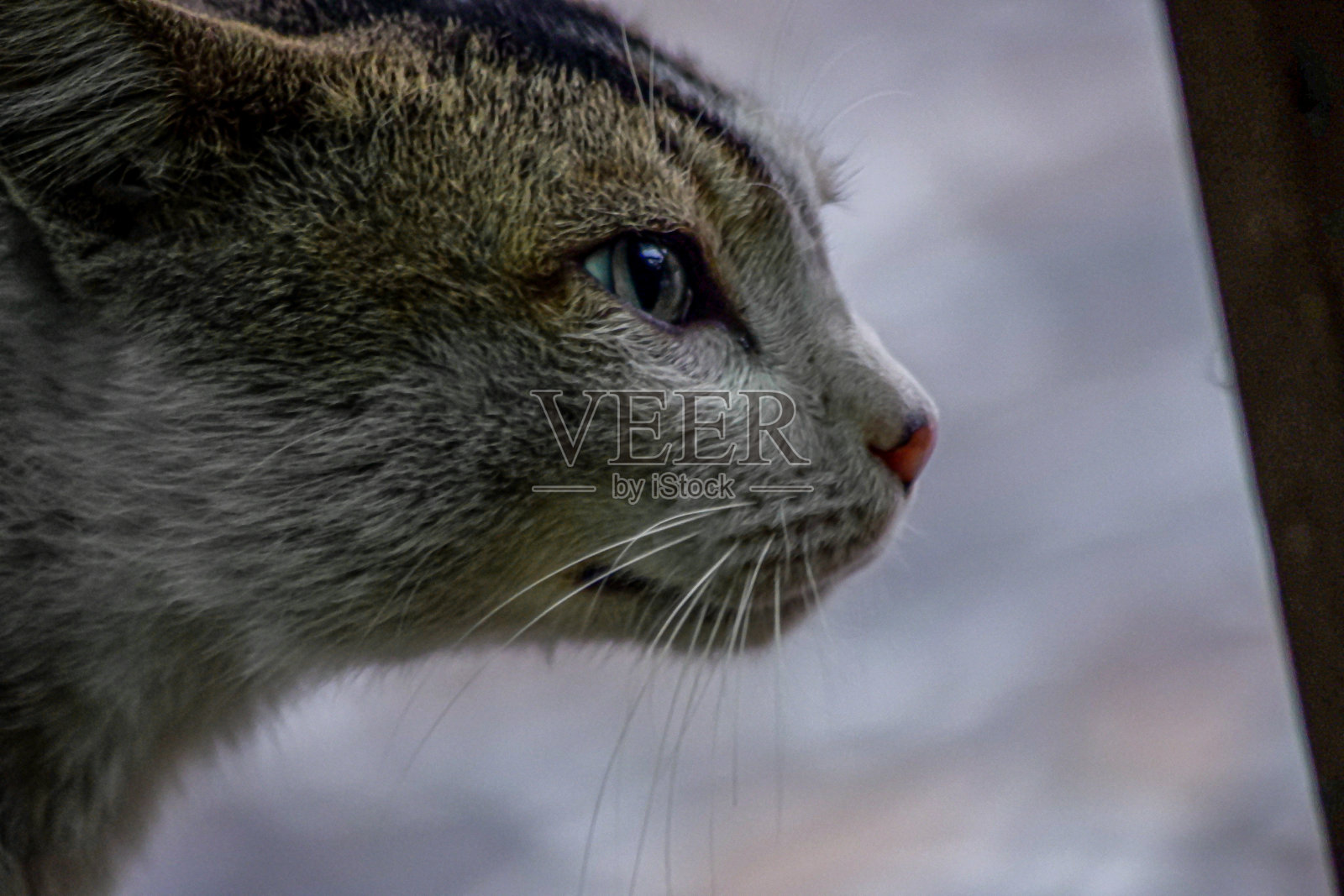 猫头的特写。照片摄影图片