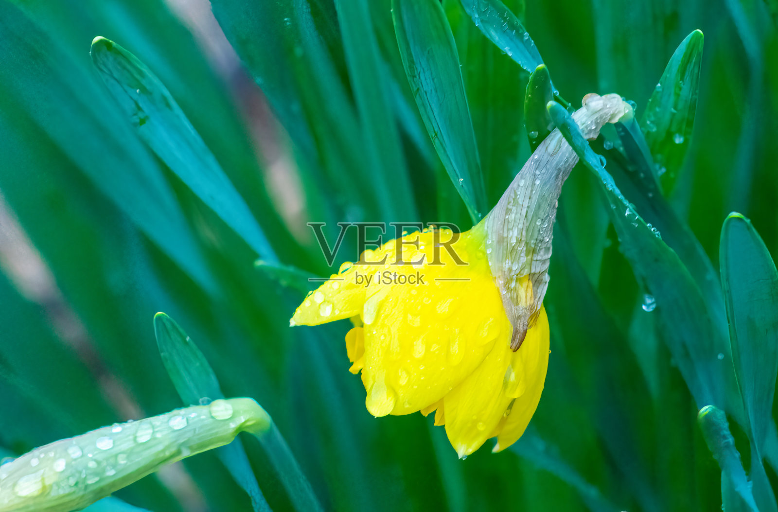 雨中的水仙花照片摄影图片