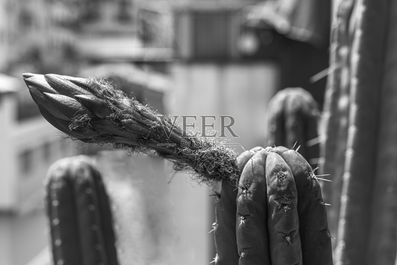 仙人掌花的花蕾照片摄影图片