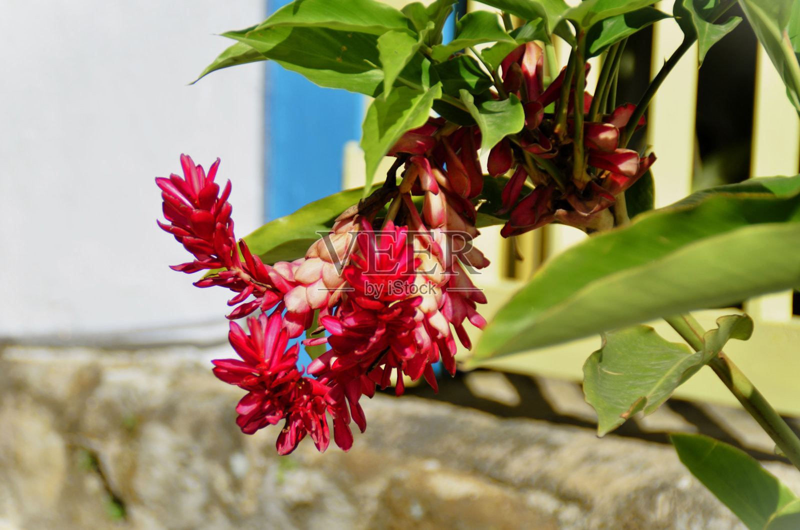 在阳光明媚的日子里,红色的紫荆花照片摄影图片