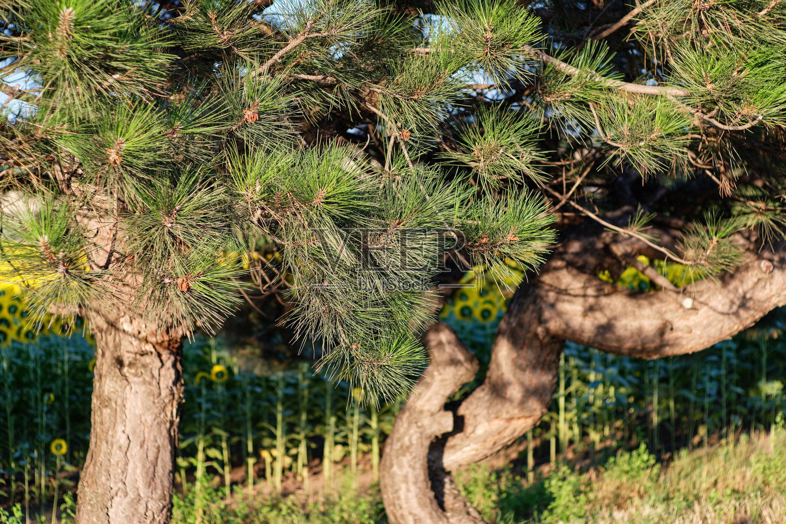 松树照片摄影图片