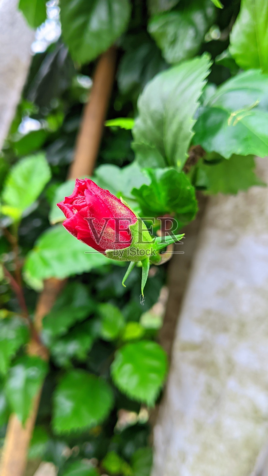 红色芙蓉花蕾照片摄影图片