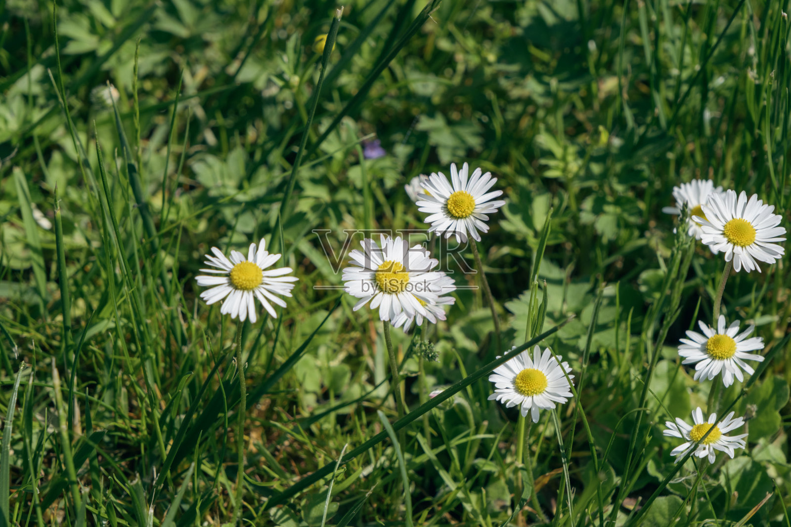 草地上的雏菊——天然美丽的花朵照片摄影图片
