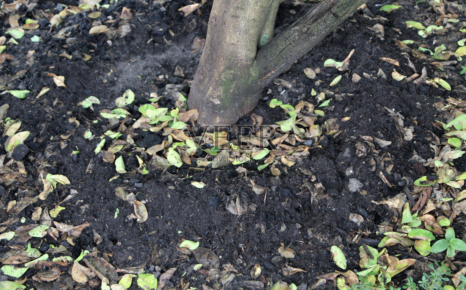 柠檬树照片摄影图片