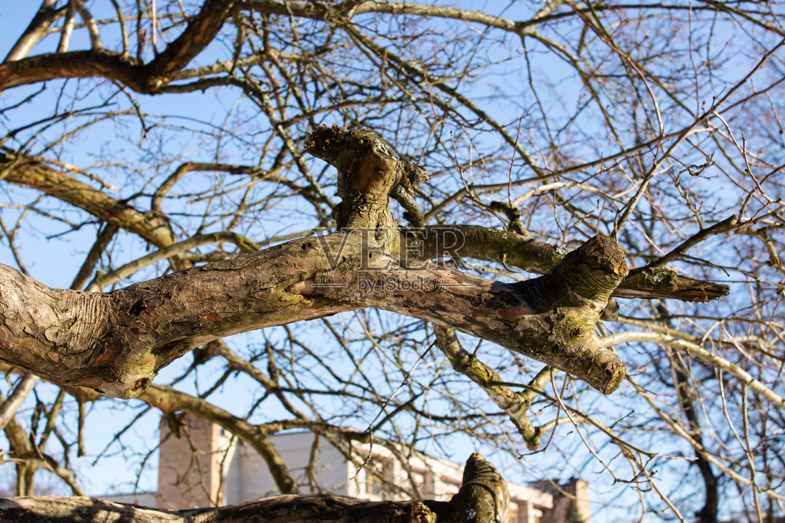 冬天裸露干燥的树枝特写照片摄影图片
