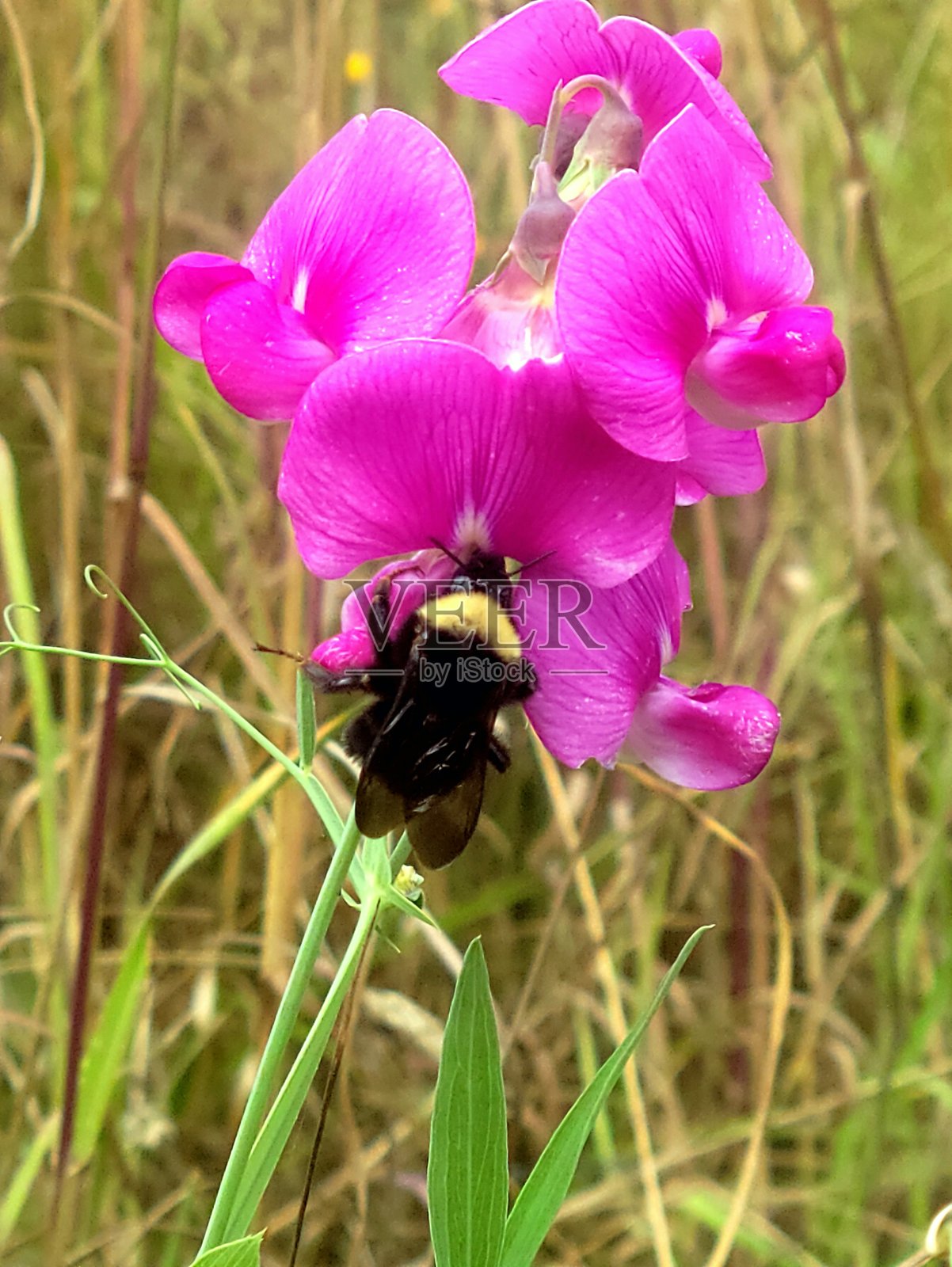 大黄蜂在野豌豆花上照片摄影图片