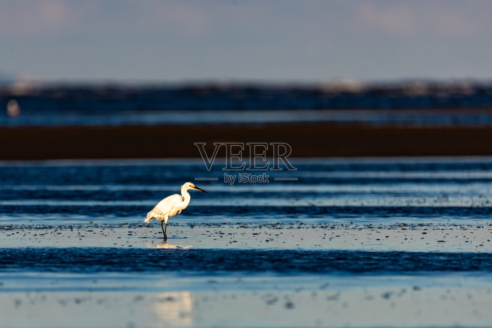 一只美丽的大白鹭(Ardea alba)在澳大利亚昆士兰州布里斯班著名的nudgee海滩上捕食鱼和螃蟹。澳大利亚的涉禽照片摄影图片