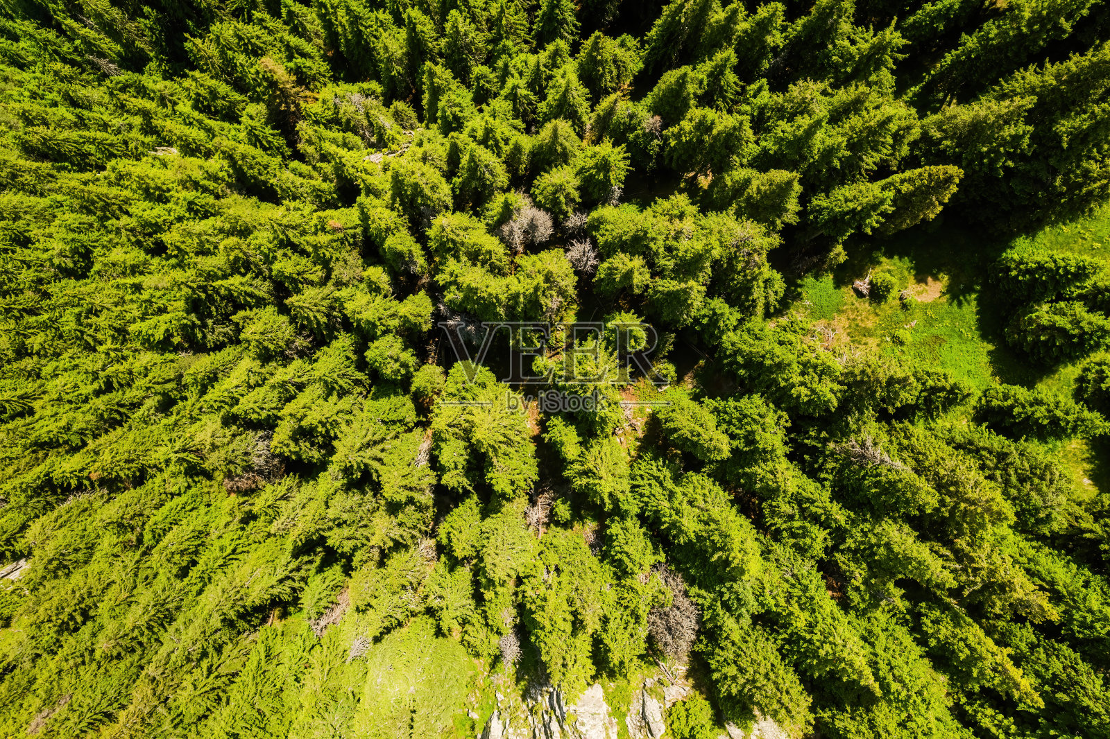 美丽的自然绿色森林,从空中俯瞰,航空照片照片摄影图片