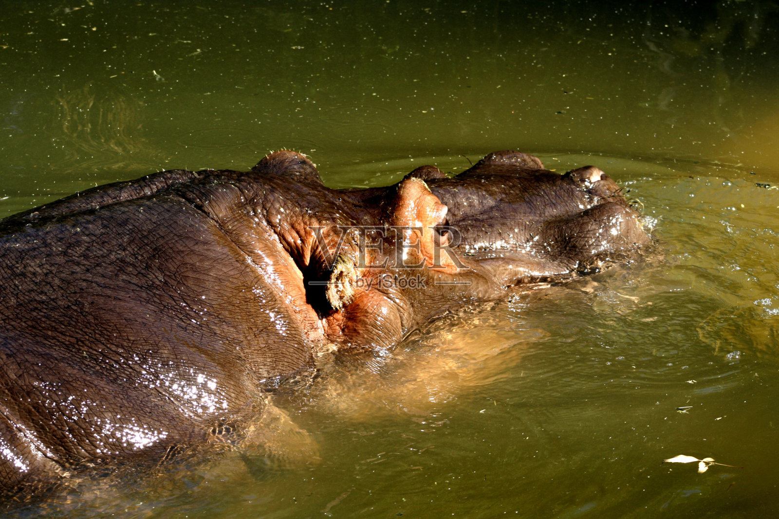 一只游泳的河马照片摄影图片