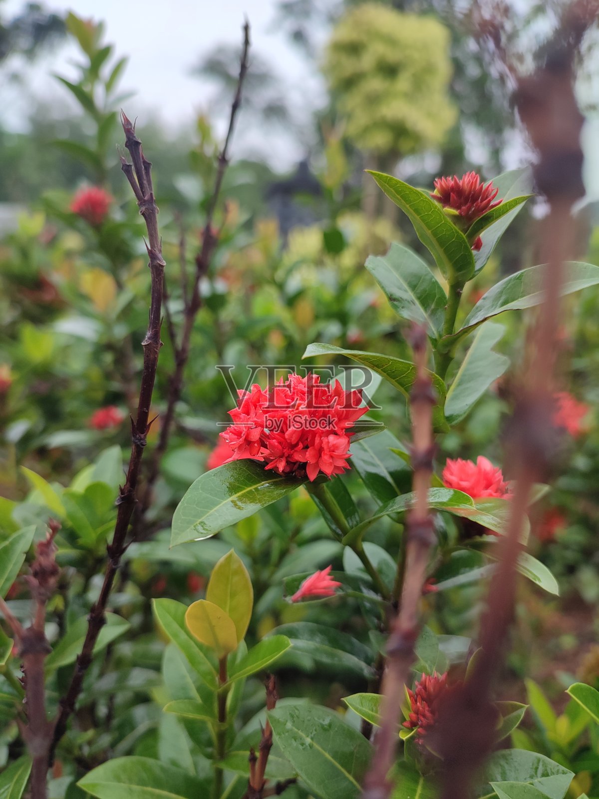 红花在早晨看起来很新鲜照片摄影图片