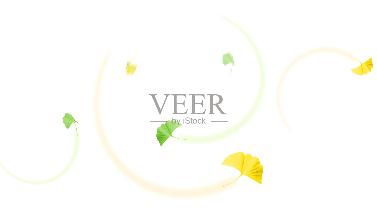 银杏、银杏、叶子、飘落、翱翔、秋天、日本、日本文化、传统之美、插画图片素材