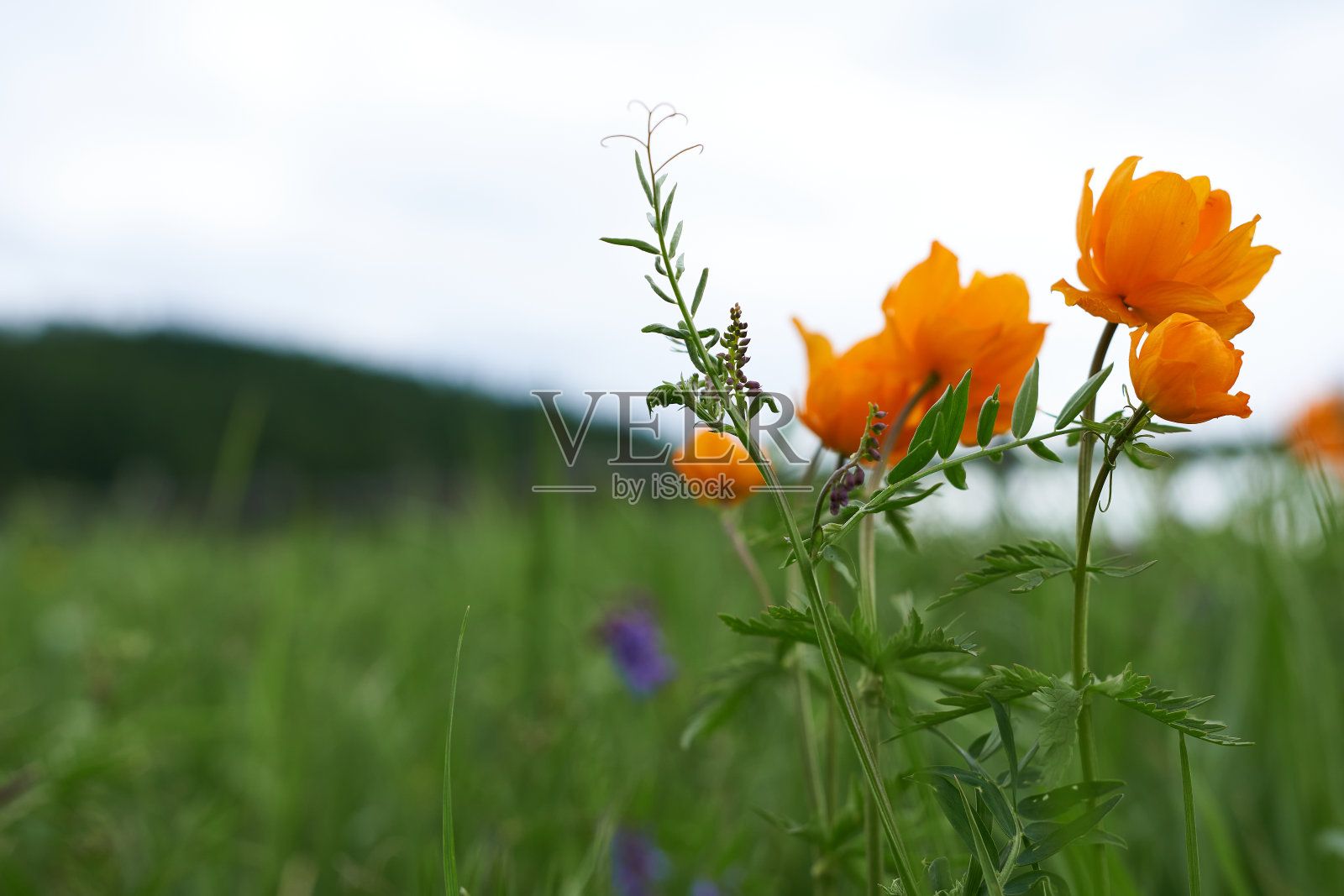 山区桔黄色的草甸花。照片摄影图片