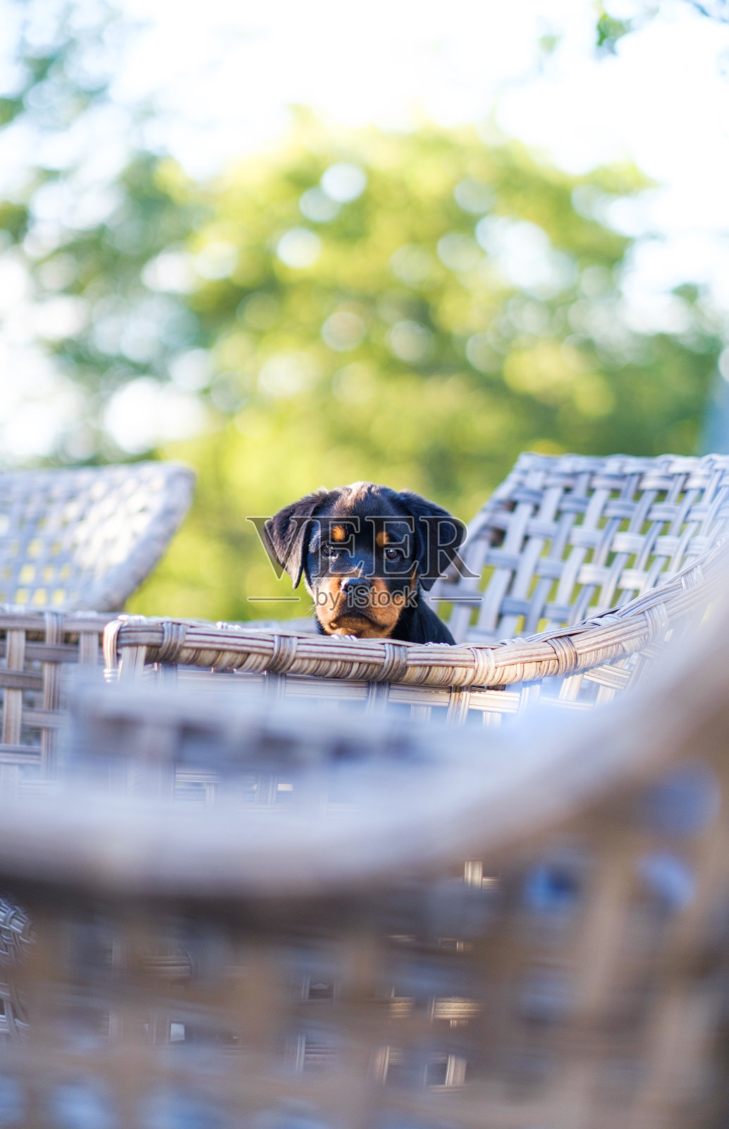 罗特韦尔犬小狗照片摄影图片