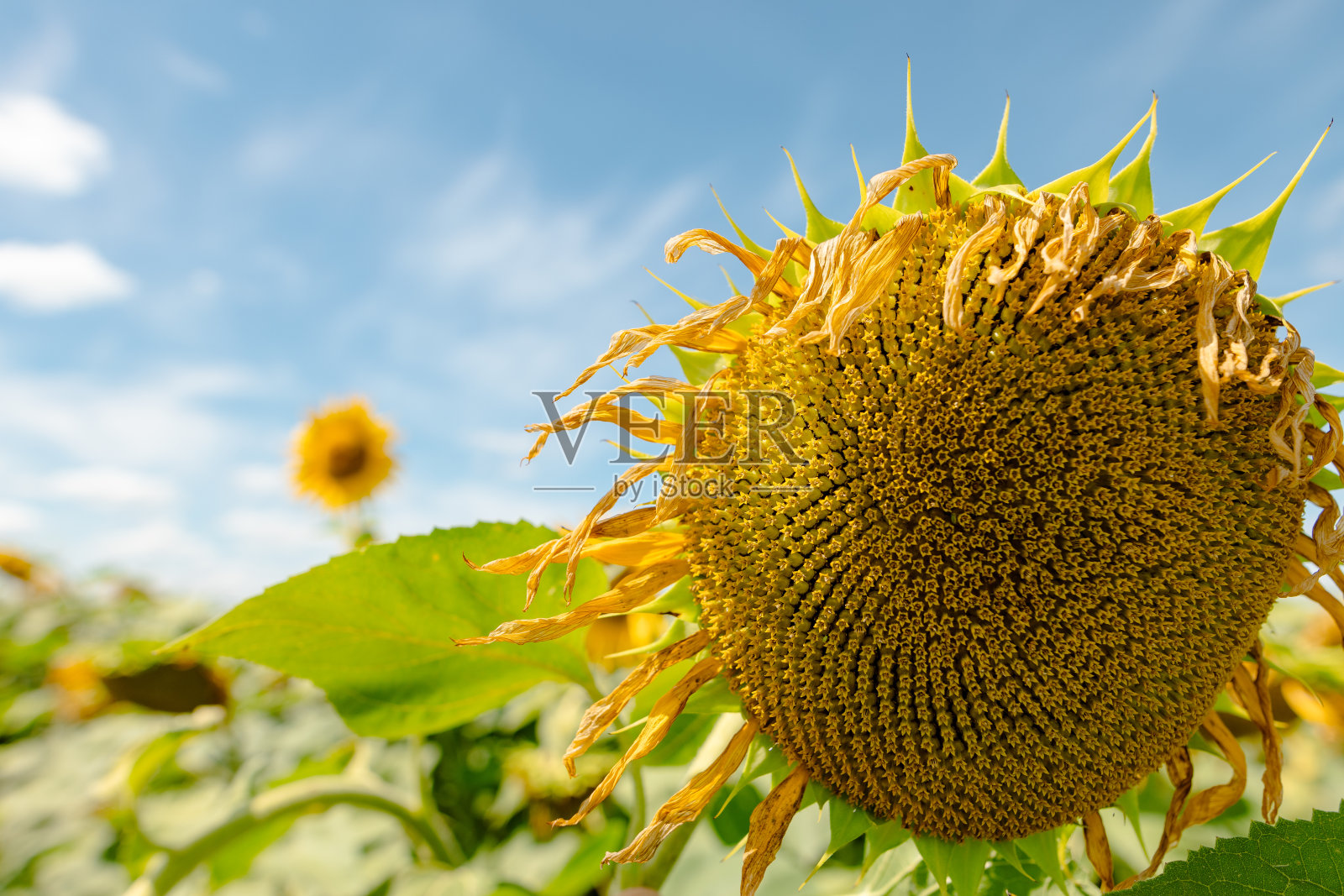 向日葵迎着晴朗的蓝天,培育向日葵的理念照片摄影图片
