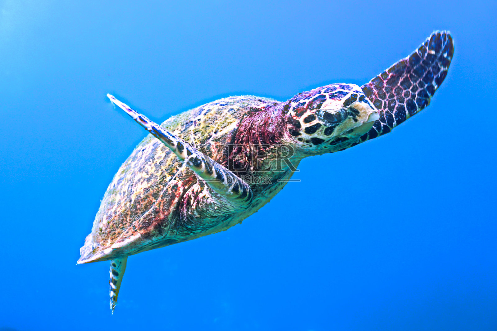 蓝色大海里的玳瑁海龟照片摄影图片