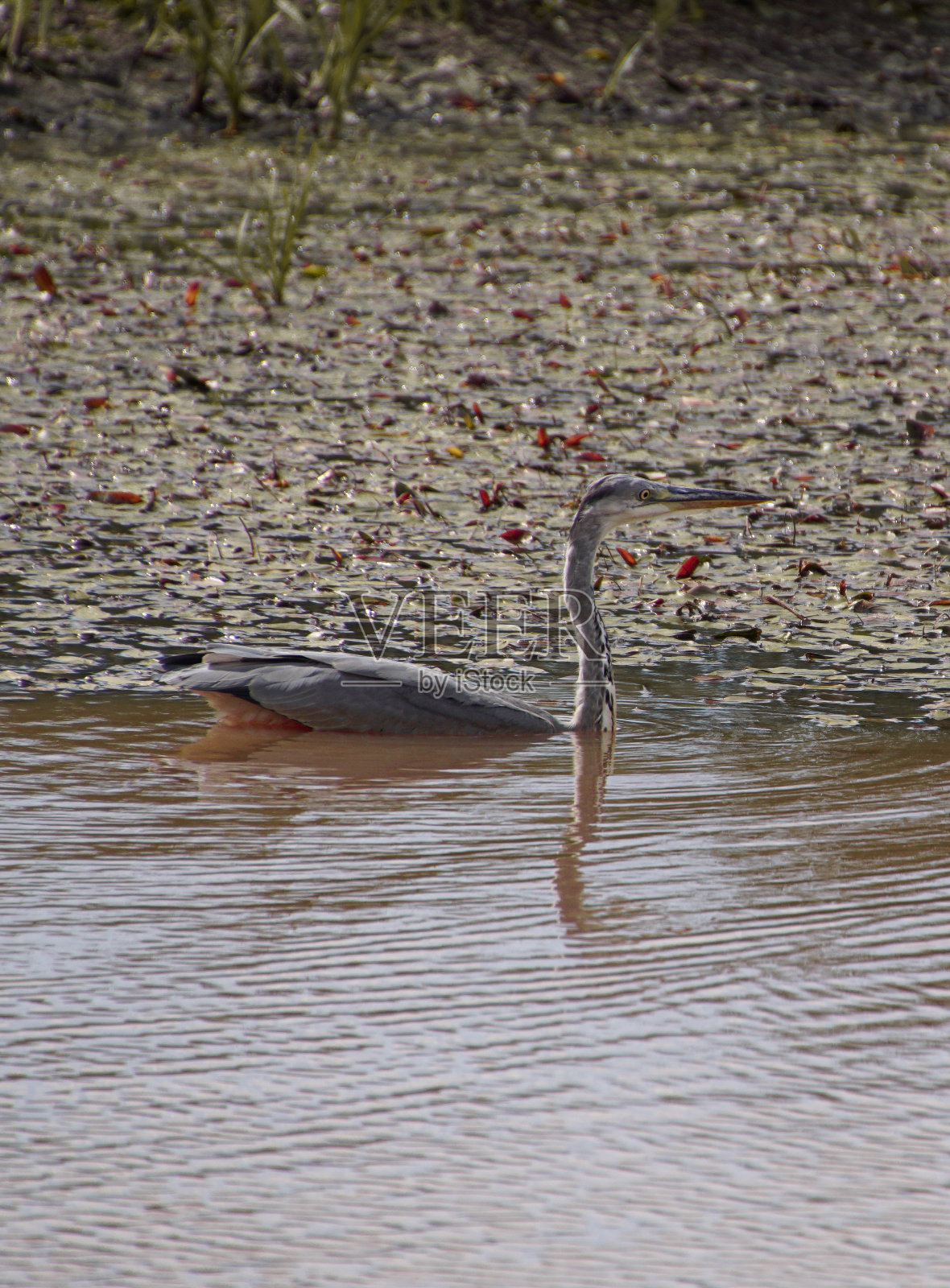 鸟站在水中的高角度视图照片摄影图片