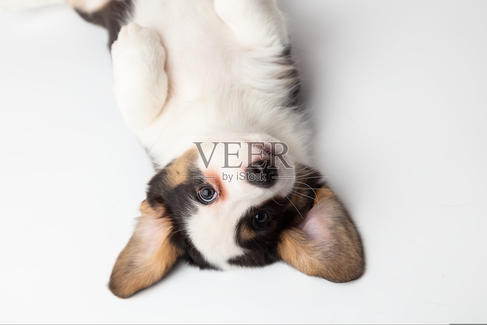 萌萌哒,萌萌哒,刚出生的山雀色小狗,威尔士柯基,开襟羊毛衫,仰面睡觉。小狗睡在白色格子布上照片摄影图片